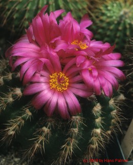 Notocactus cv. purpureus   